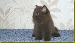 Image00043