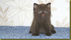 Image00052