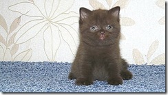 image00052