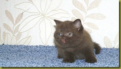 Image00055