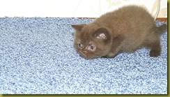 Image00061