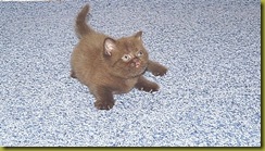 Image00064