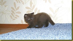 Image00067