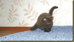 Image00068