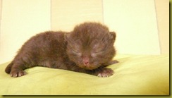 P1080529